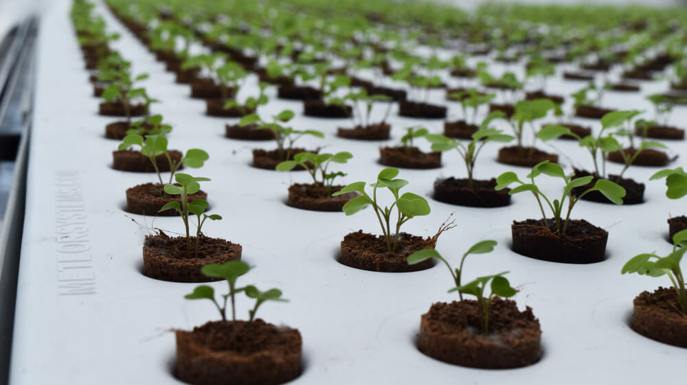 plugsinmeteortrays1.jpg plugsinmeteortrays1.jpg