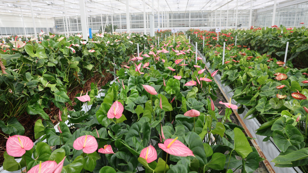 LS5A3461.JPG LS5A3461.JPG