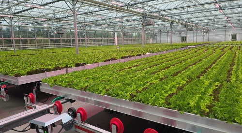 lettuce on roof rewe
