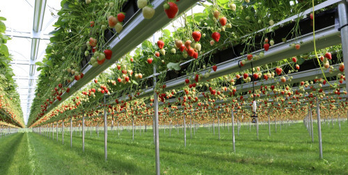 softfruitgrowingsystems(1)