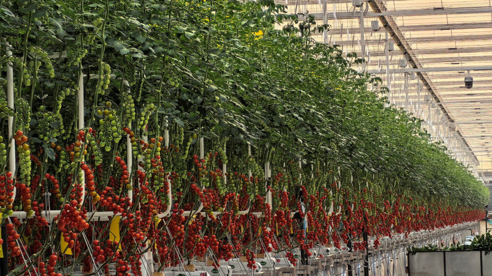 haoyu tomato gutters china (4)