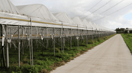 mini air depestel aardbeien