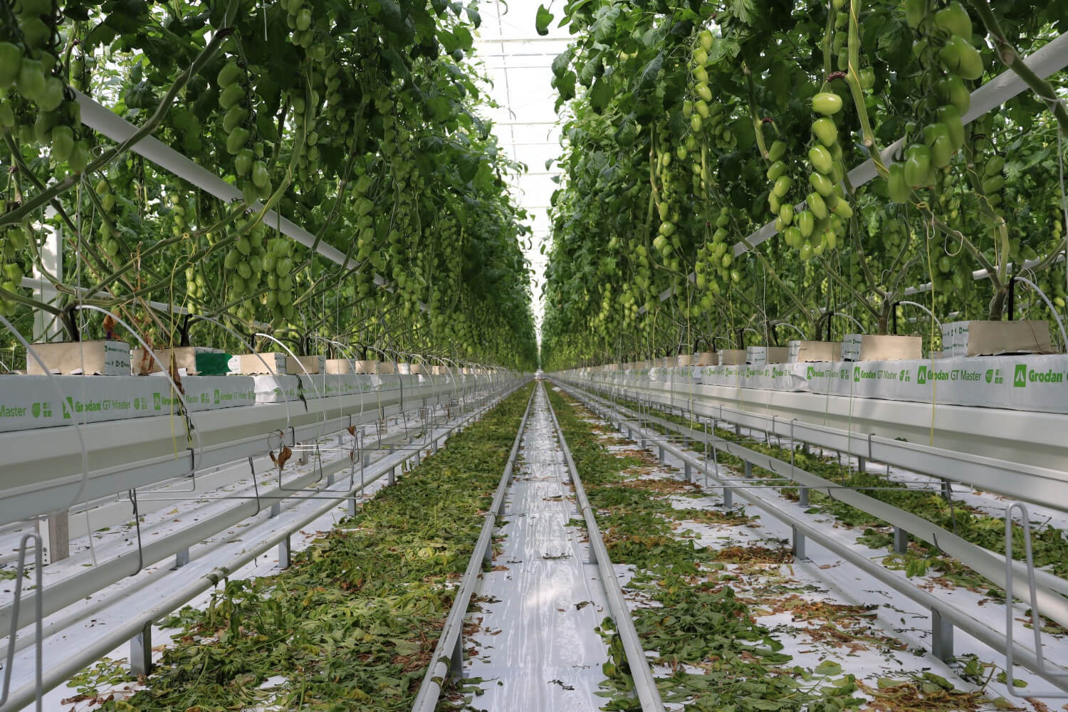 growinggutters(1)