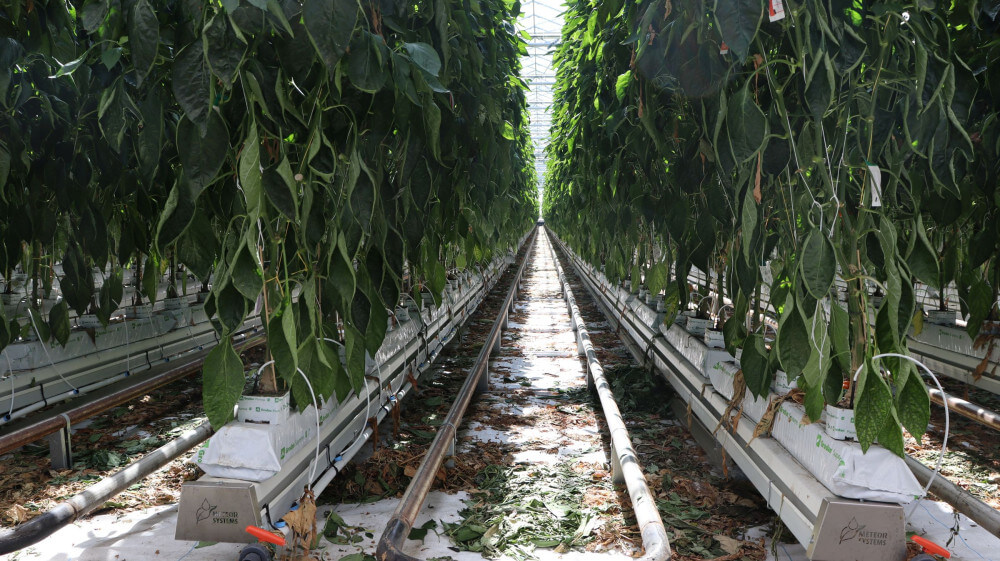 20260624 van der spek paprika (14)