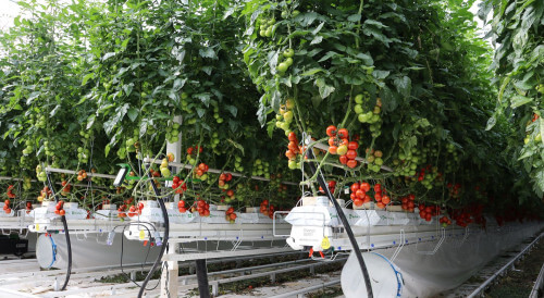 greenhousegrowingsystems.jpg