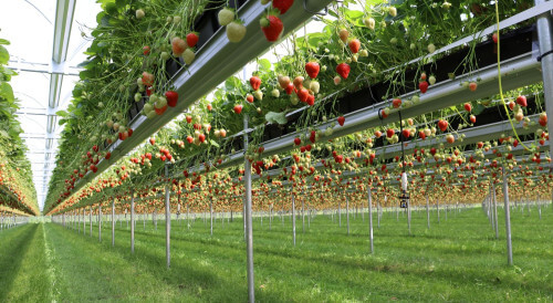softfruitgrowingsystems(1).jpg