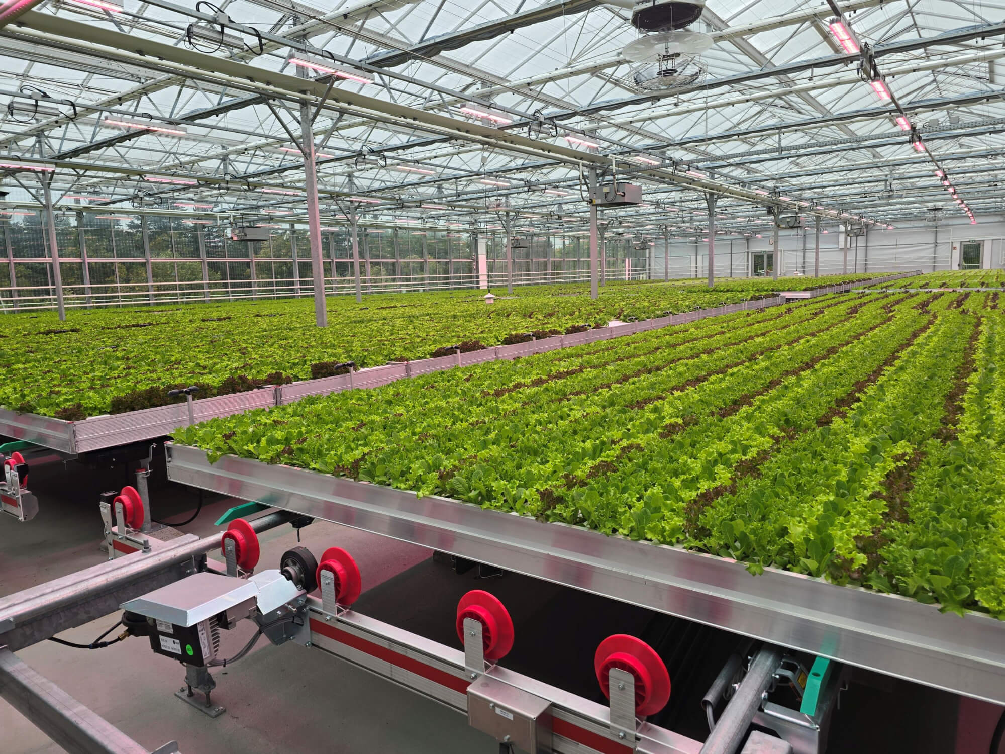 lettuce on roof rewe