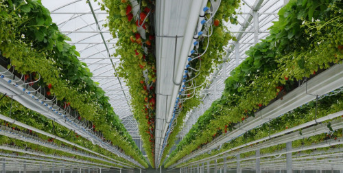 softfruitgrowingsystems.jpg softfruitgrowingsystems.jpg