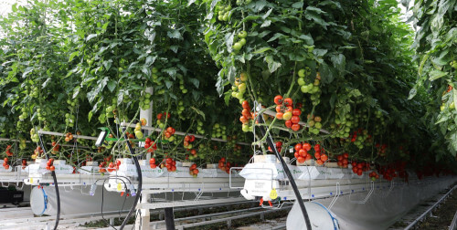 greenhousegrowingsystems