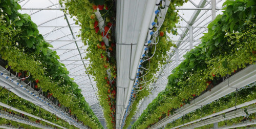 strawberryirrigation.jpg strawberryirrigation.jpg