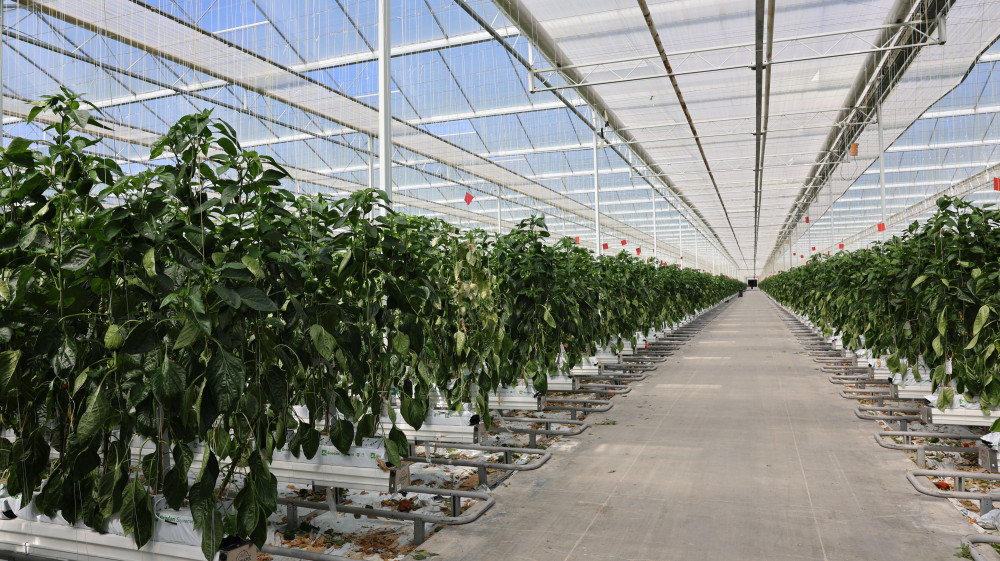 LS5A3378.JPG LS5A3378.JPG