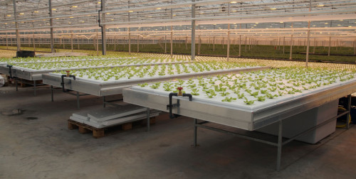 leafygreenshydrophonics.jpg leafygreenshydrophonics.jpg