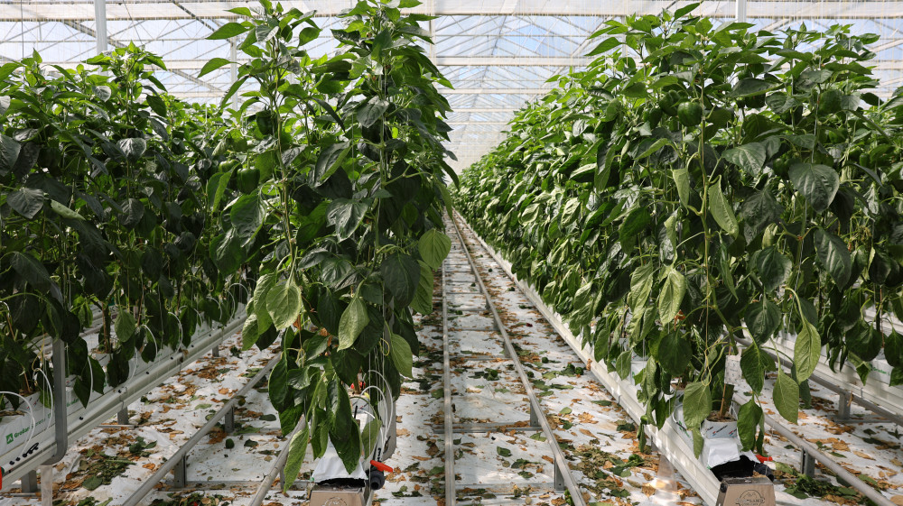 LS5A3358.JPG LS5A3358.JPG