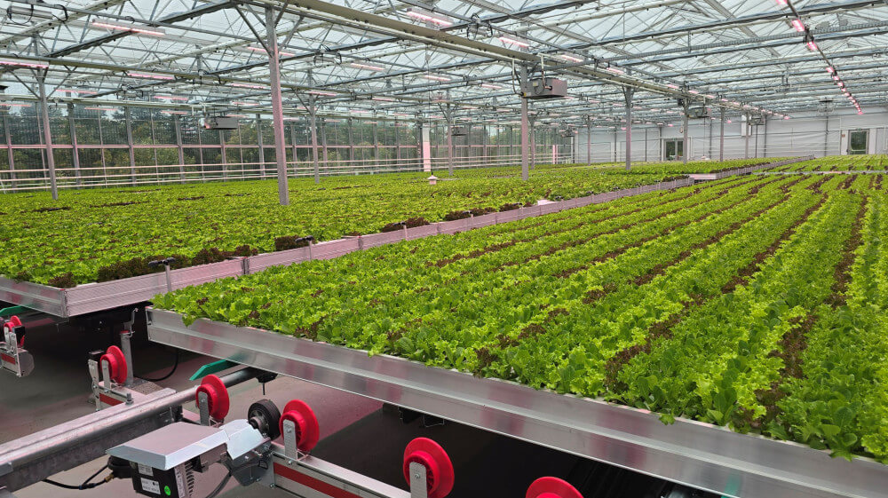 lettuce on roof rewe