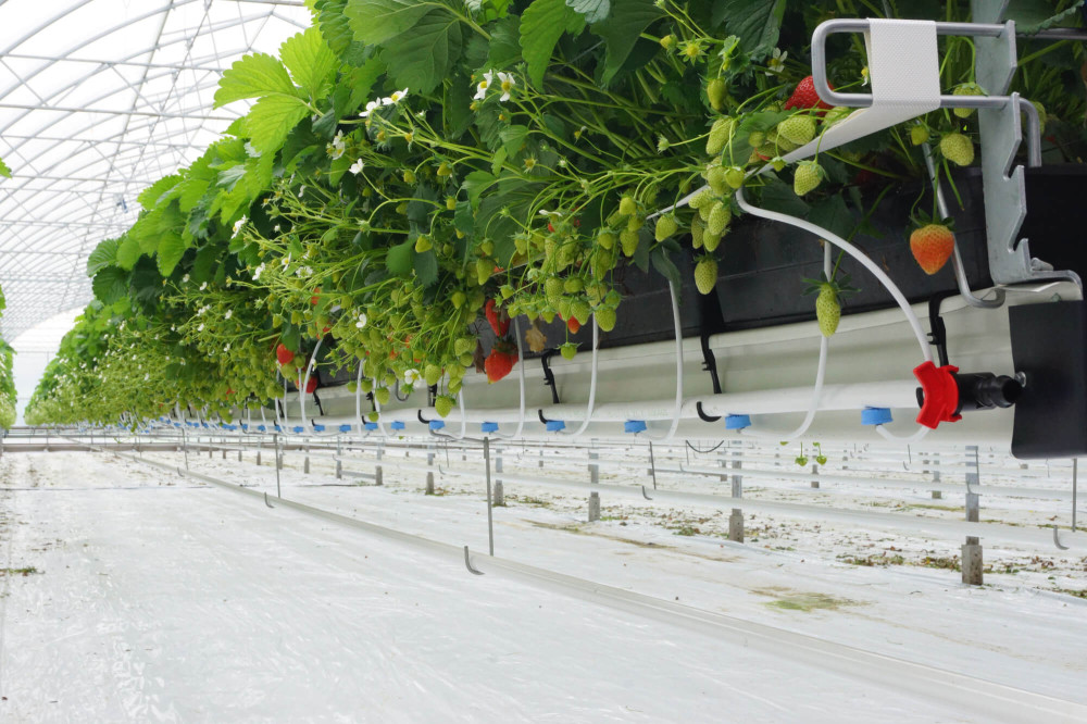 irrigation.jpg irrigation.jpg