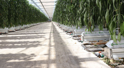 20260624 van der spek paprika (11)