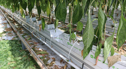 20260624 van der spek paprika (18)