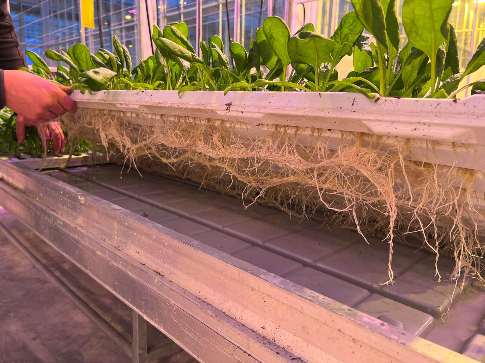 img_7706.jpg img_7706.jpg