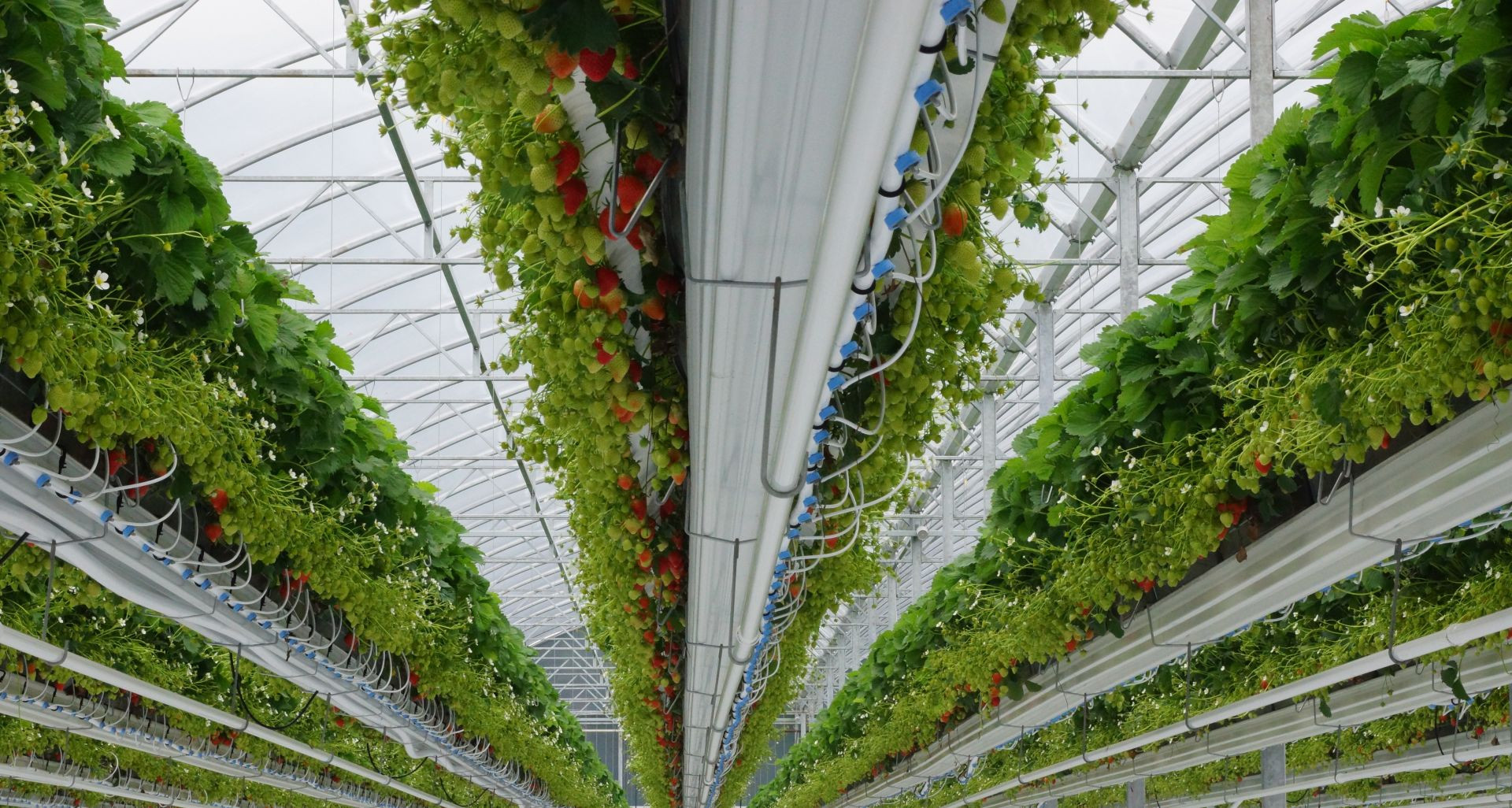 strawberryirrigation.jpg strawberryirrigation.jpg