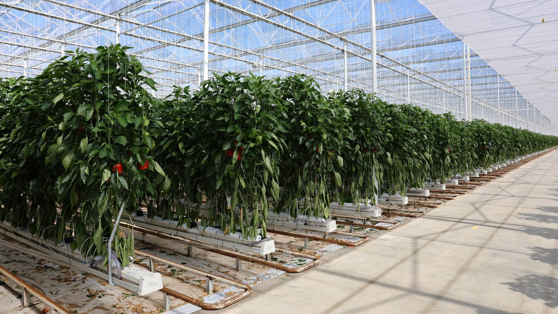 vegetablesgrowingsystems.jpg vegetablesgrowingsystems.jpg