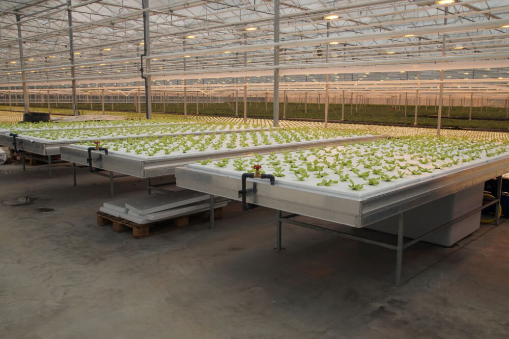 leafygreenshydrophonics.jpg leafygreenshydrophonics.jpg