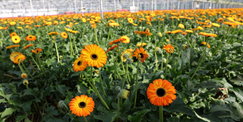 cutflowersgrowingsystems.jpg cutflowersgrowingsystems.jpg