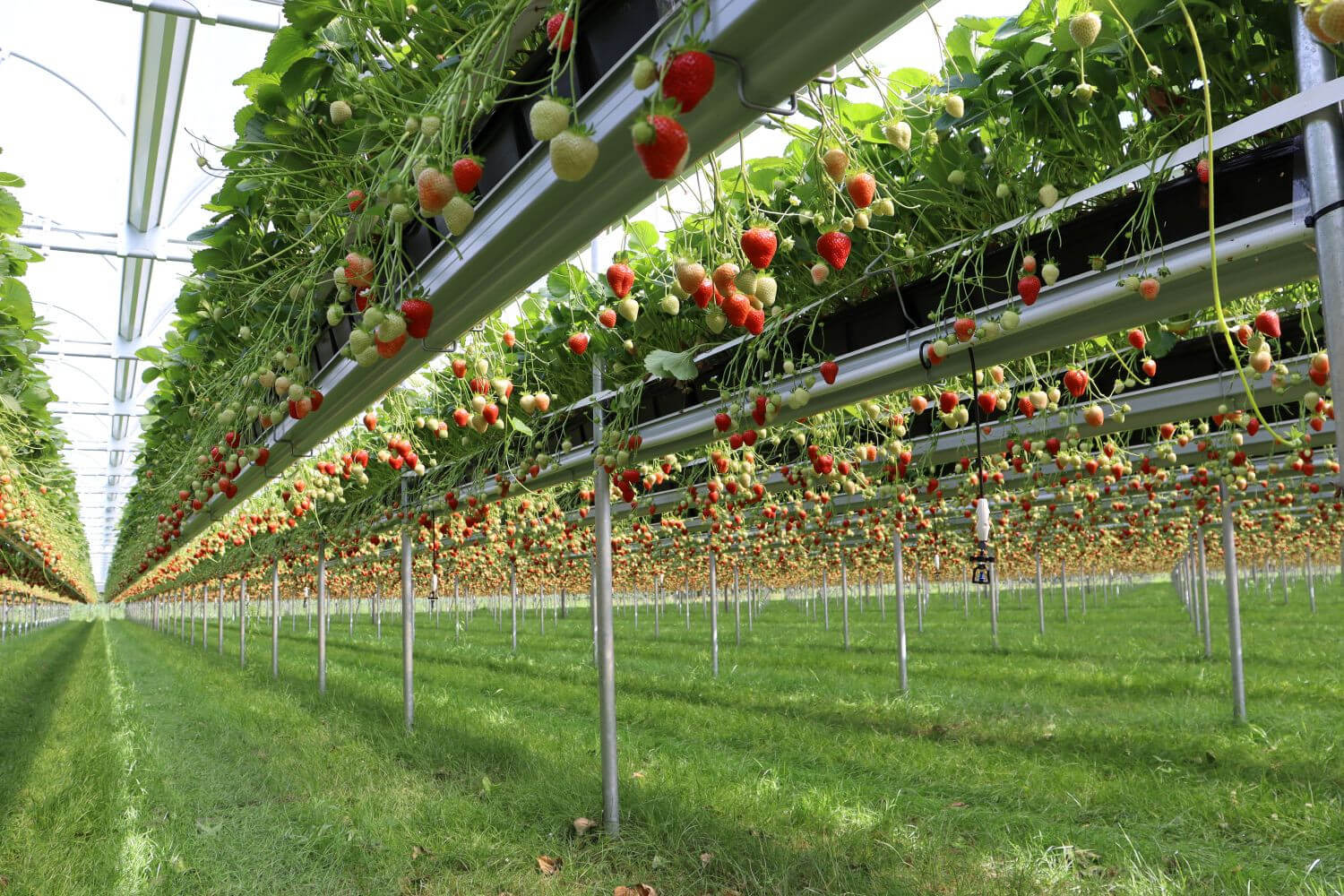 softfruitgrowingsystems(1)