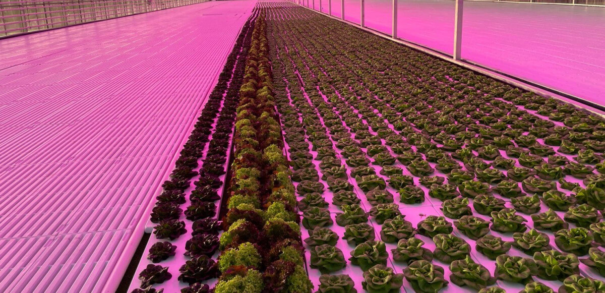 Durable floating rafts as a foundation for growth at DeGoede Farms